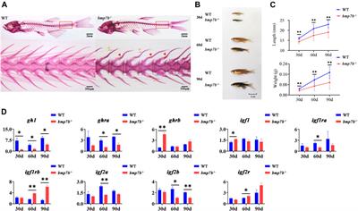 Functional Differentiation of BMP7 Genes in Zebrafish: bmp7a for Dorsal-Ventral Pattern and bmp7b for Melanin Synthesis and Eye Development